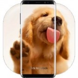 狗狗舔屏